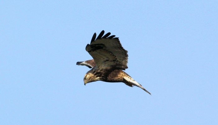 Rough-legged Buzzard