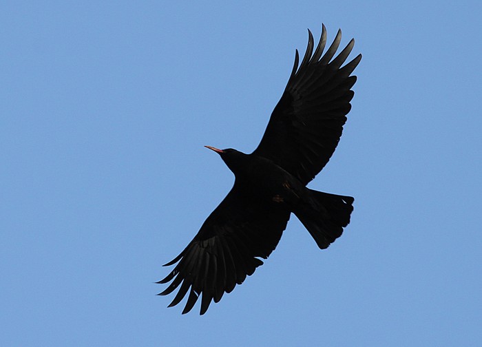Chough