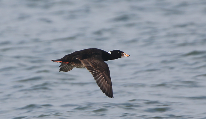 Surf Scoter