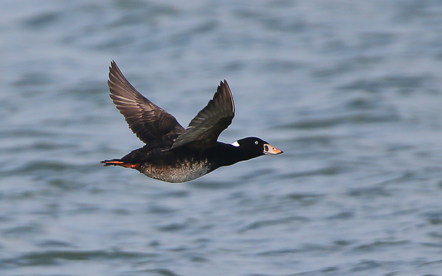 Surf Scoter