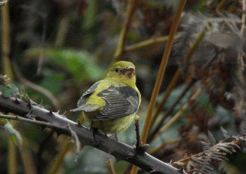 Scarlet Tanager