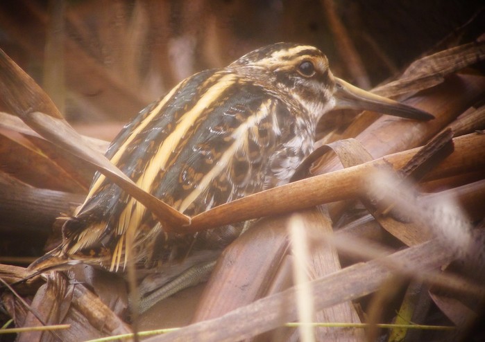 Jack Snipe
