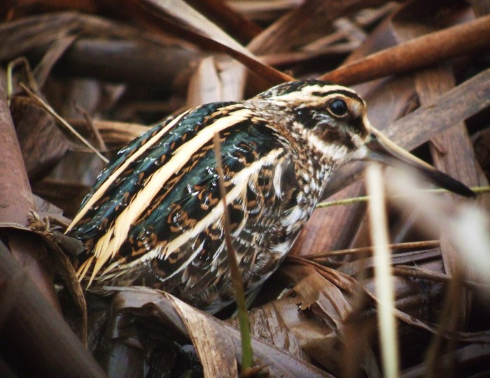 Jack Snipe