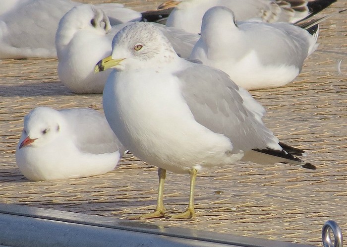 Ring-billed Gull