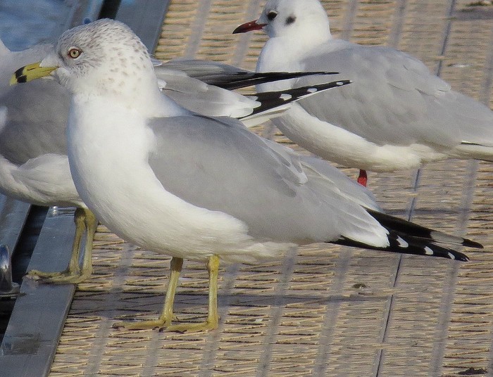 Ring-billed Gull