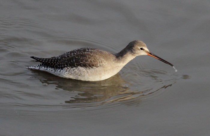 Spotted Redshank