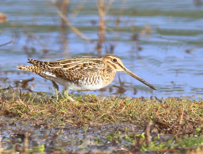 Snipe
