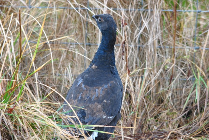 Black Grouse