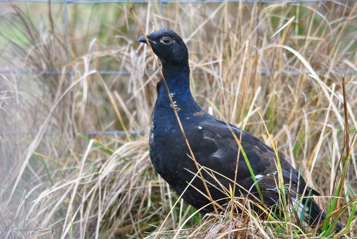 Black Grouse