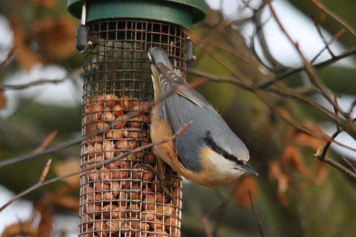Nuthatch