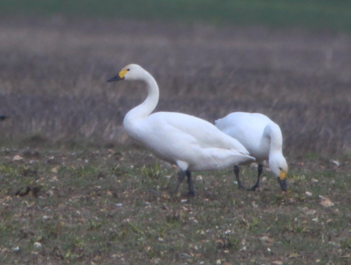 Bewick's Swan
