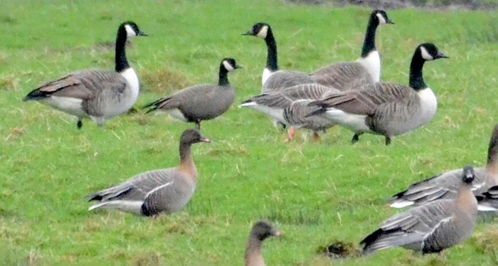 Ridgway's Cackling Goose