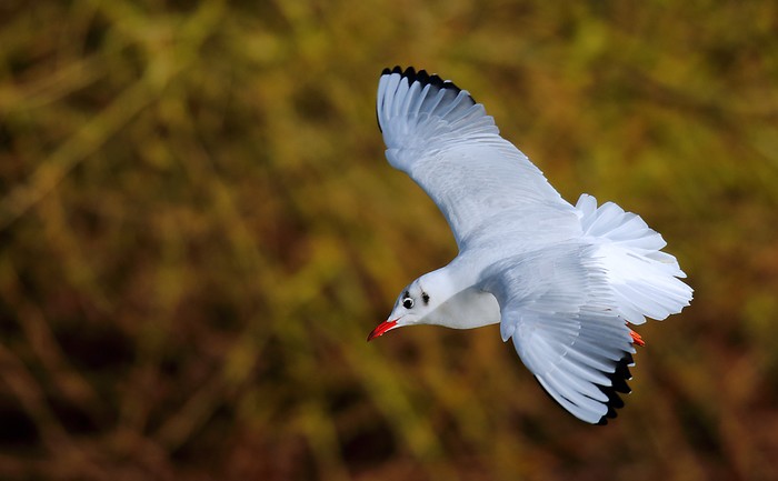 Black-headed Gull