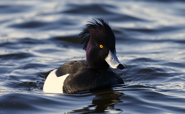 Tufted Duck