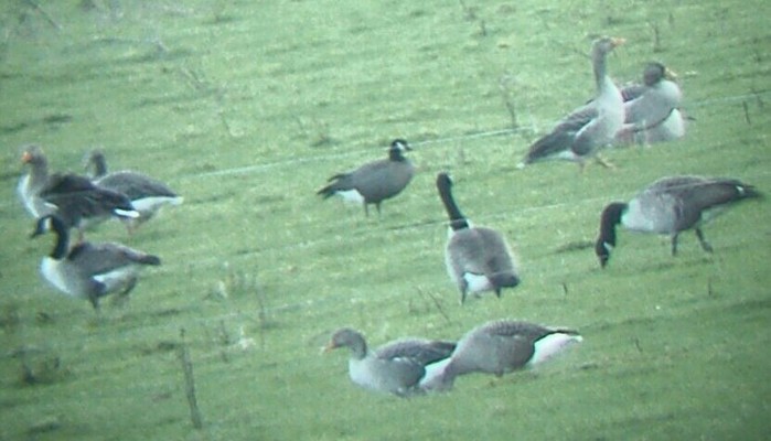 Ridgway's Cackling Goose