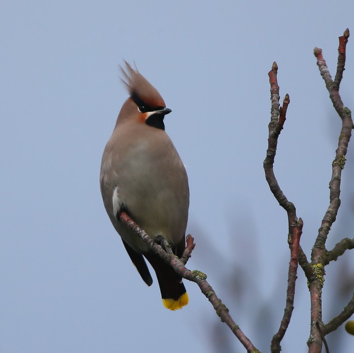 Waxwing