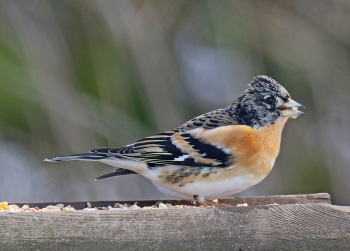Brambling