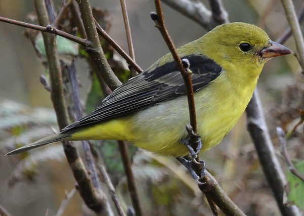 Scarlet Tanager