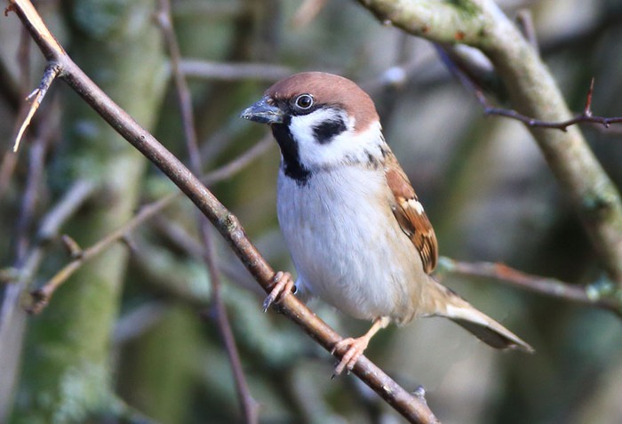 Tree Sparrow