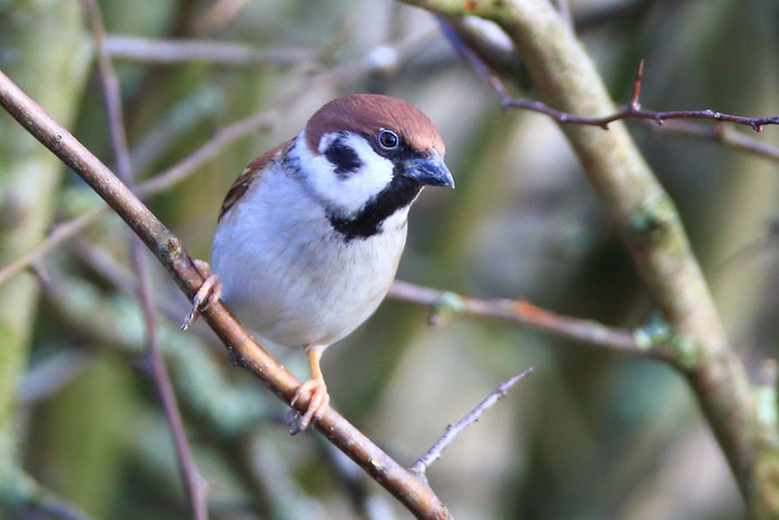 Tree Sparrow