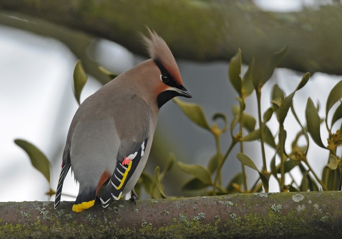 Waxwing