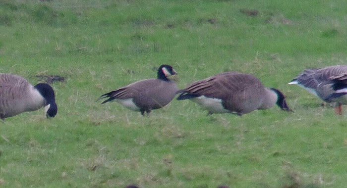 Ridgway's Cackling Goose