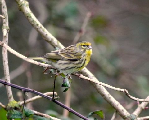 Serin