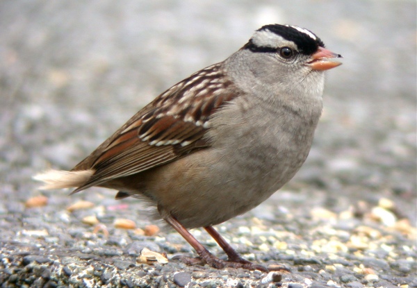 White-crowned Sparrow