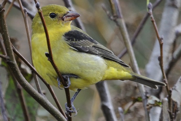 Scarlet Tanager
