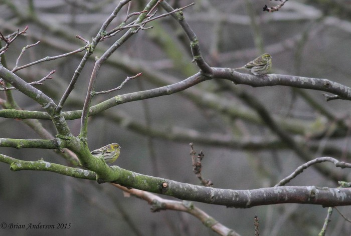 Serin