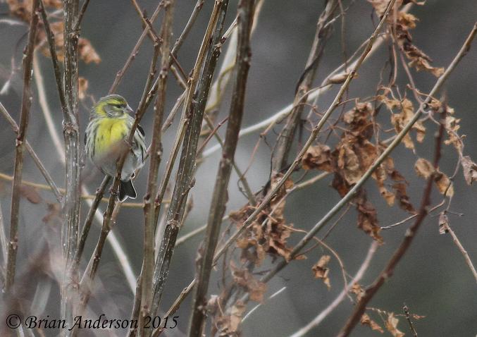 Serin