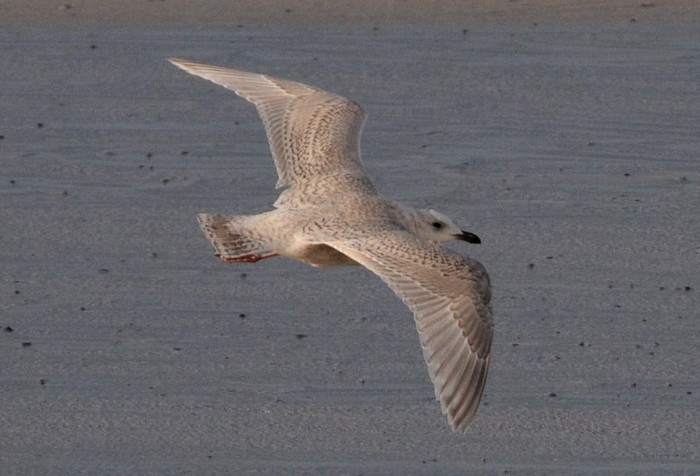 Kumlien's Gull