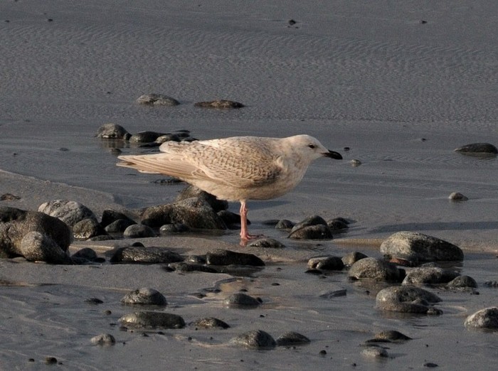 Kumlien's Gull