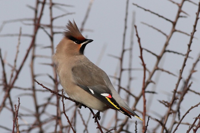 Waxwing