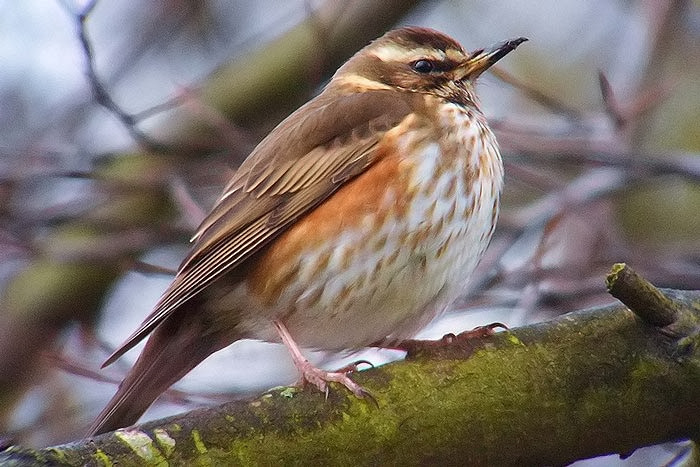 Redwing