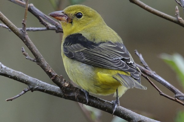 Scarlet Tanager