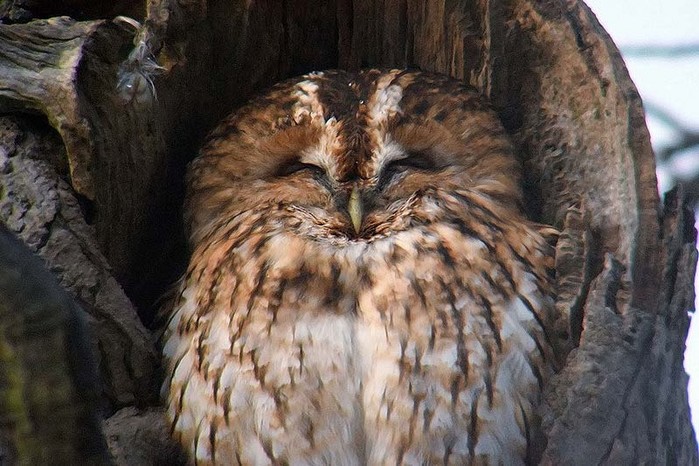 Tawny Owl