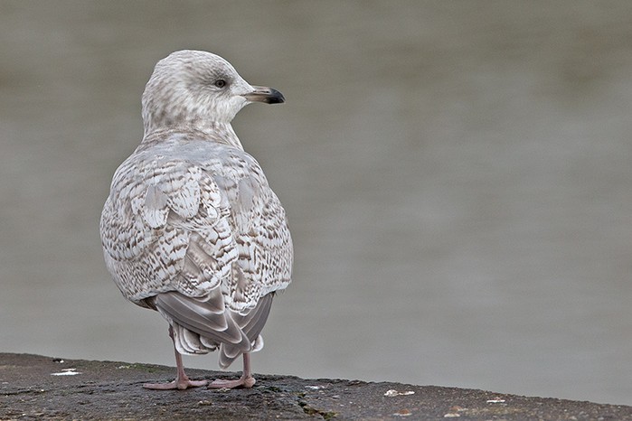 Kumlien's Gull