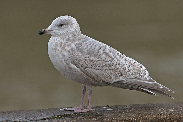 Kumlien's Gull