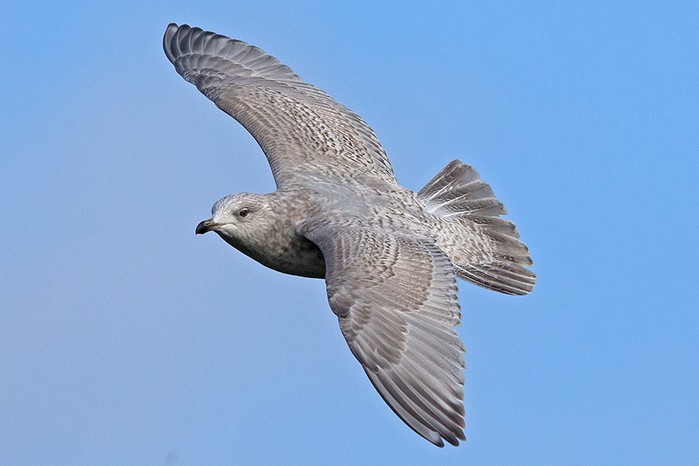 Kumlien's Gull