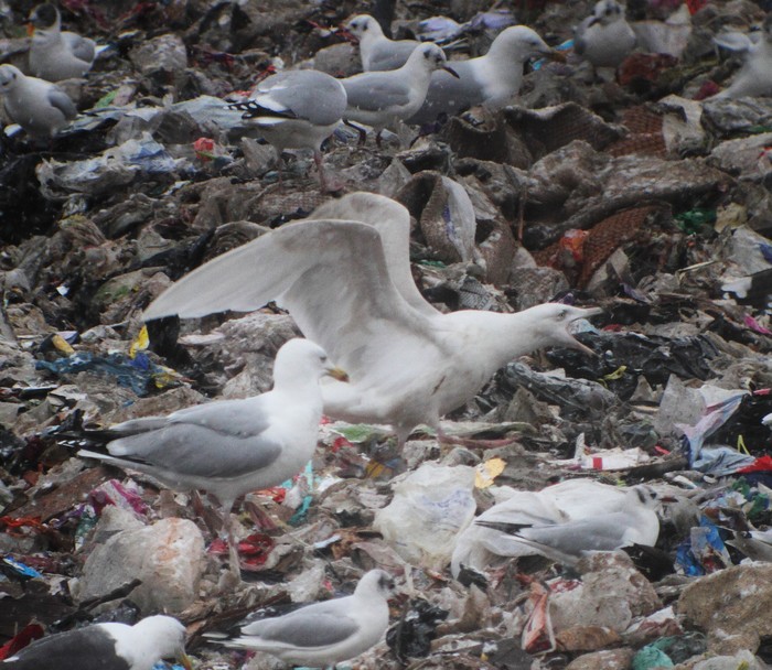 Glaucous Gull