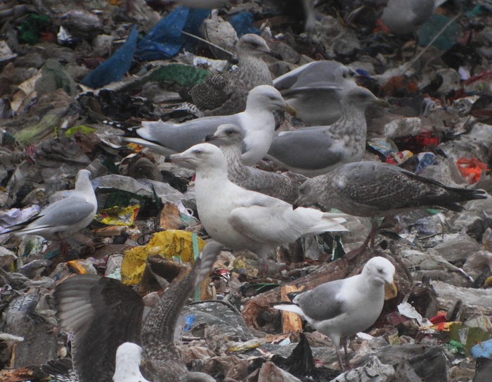 Glaucous Gull