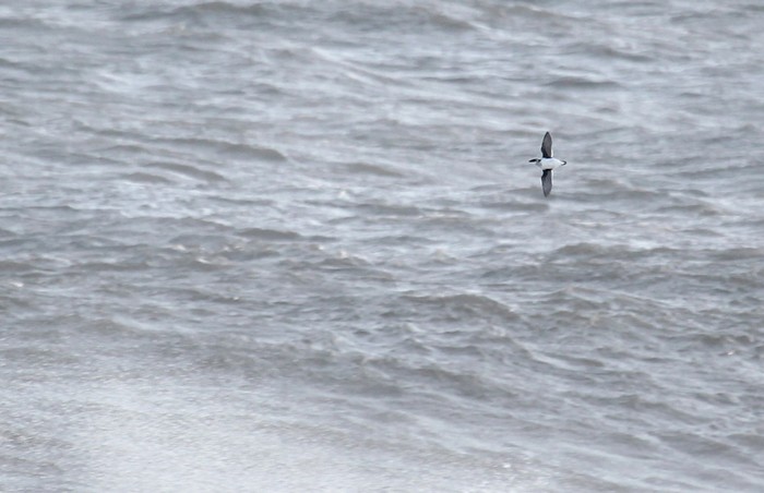Little Auk
