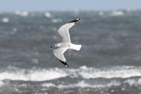Ring-billed Gull