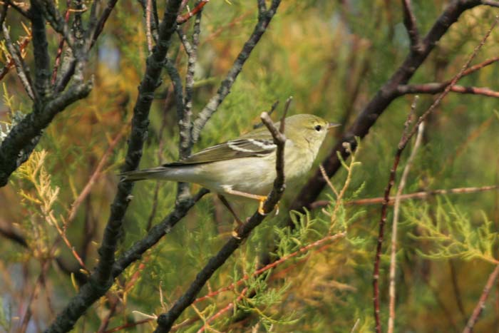 Blackpoll Warbler