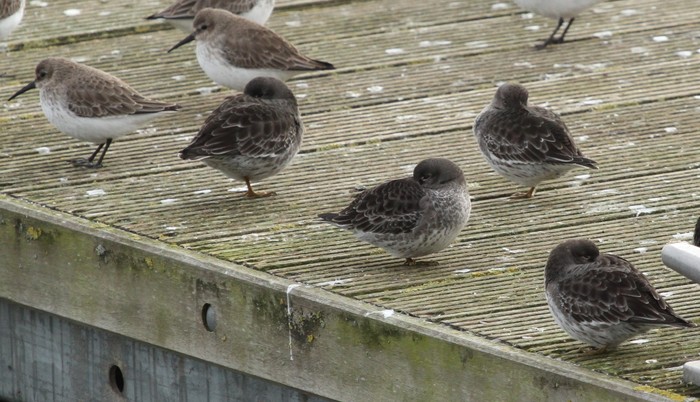 Purple Sandpiper