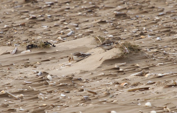 Snow Bunting
