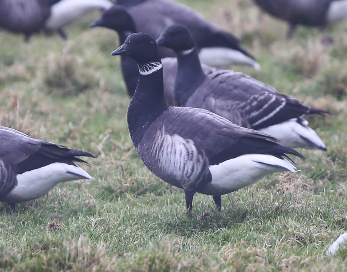 Black Brant Hybrid
