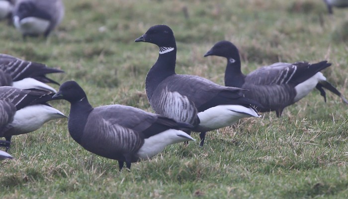 Black Brant Hybrid