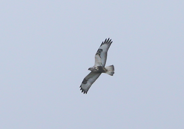 Rough-legged Buzzard